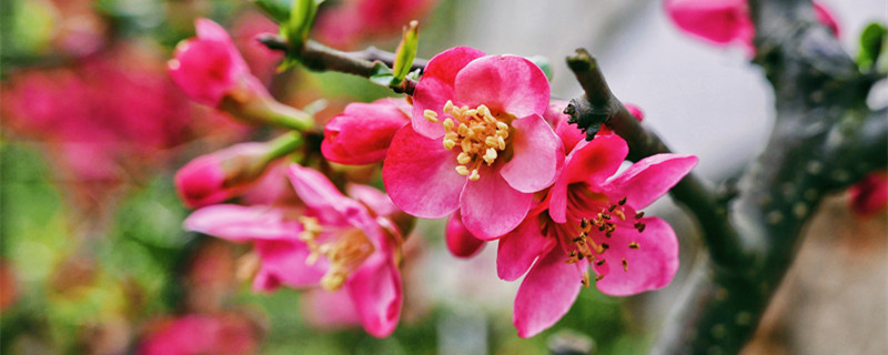 海棠花有几种（海棠花有几种品种）