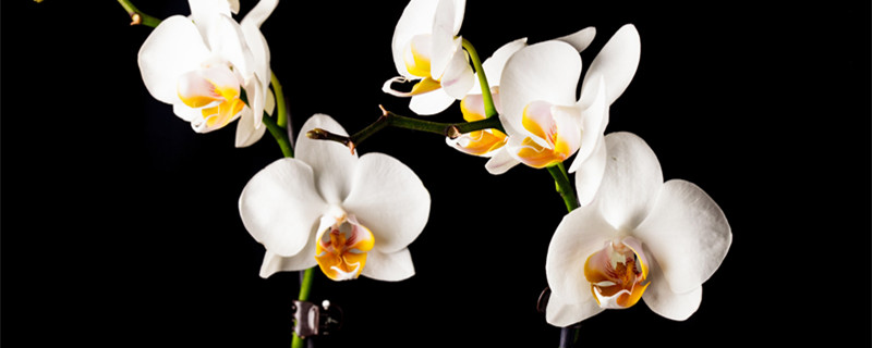 蝴蝶兰的养殖方法 蝴蝶兰的养殖方法和繁殖方法