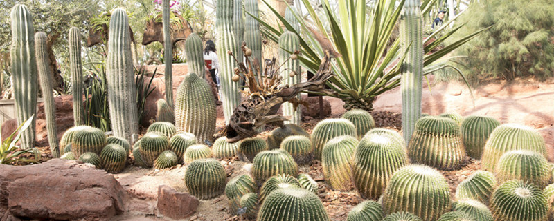 喜欢阳光的植物盆栽 喜欢阳光的植物盆栽有哪些