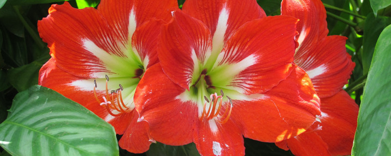 对兰什么时候开花 对兰开花是什么样的