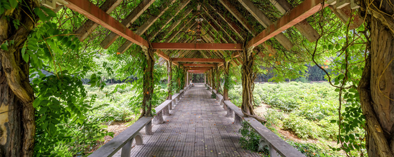 珊瑚藤的养殖方法和注意事项（珊瑚藤种植多久才开花）