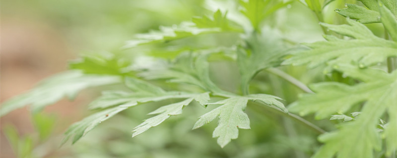 熏蚊子的植物叫什么名字(熏蚊虫的植物有哪些)