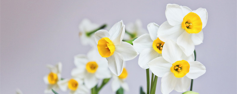 水仙花寓意 水仙花寓意网名