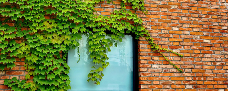 爬山虎是什么植物（爬山虎是什么植物?）