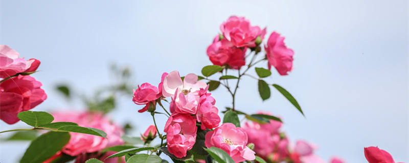 月季白粉病怎么治 月季白粉病怎么治视频