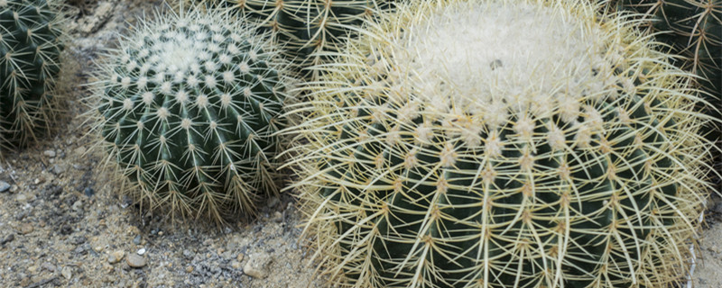 仙人球开花是什么兆头 仙人球开花是什么兆头 象征着什么