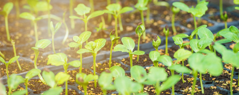 植物传播种子（植物传播种子的方法有哪些?二年级）