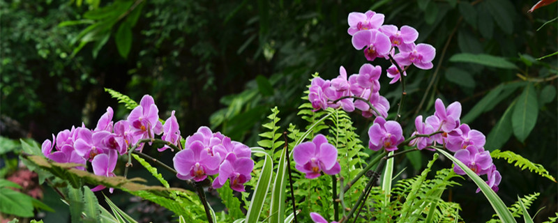 蝴蝶兰的花语和寓意 紫色蝴蝶兰的花语和寓意