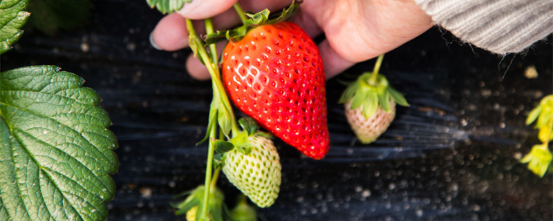 草莓怎么只长藤不结果(草莓苗不长草莓只长藤)