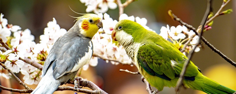 玄凤鹦鹉怎么训练说话（怎么锻炼玄凤鹦鹉说话）