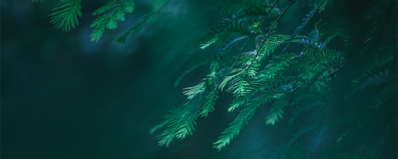 龙鳞春羽的养殖方法和注意事项 龙鳞春羽用什么盆