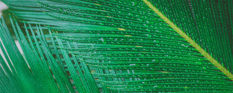 铁树球茎没根能活吗 铁树边上的球没有叶可以种活么