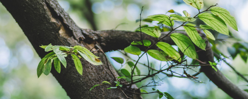 巴西木开花的传说（巴西木开的花图片）
