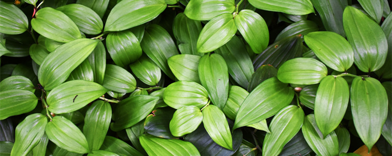 合果芋的寓意和象征（合果芋的寓意和象征风水）