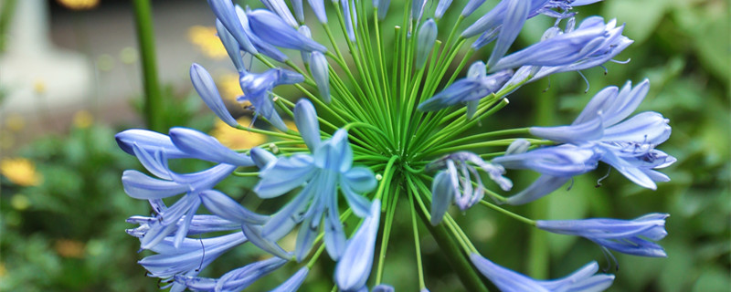 君子兰寓意 微信头像君子兰寓意