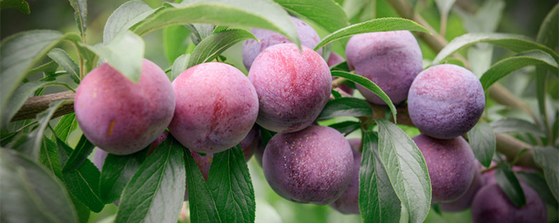 李子怎么种植李子核 李子的核能种吗