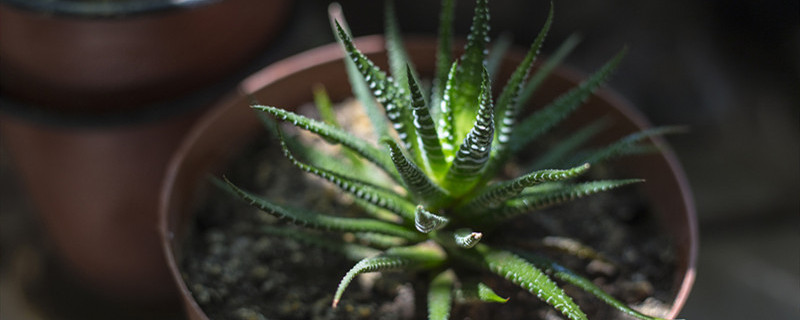 芦荟的种植方法与技巧 芦荟的栽植方法