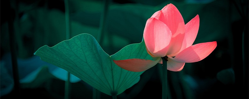 莲花怎么养盆栽水培（莲花怎么养盆栽水培视频）