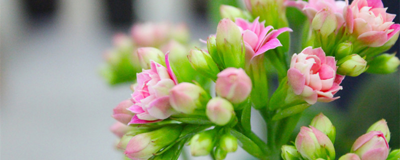 长寿花的花语和寓意 长寿花的花语和寓意给姥姥