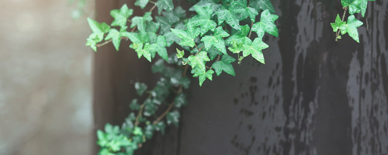 常春藤是什么花（开花的常春藤叫什么）