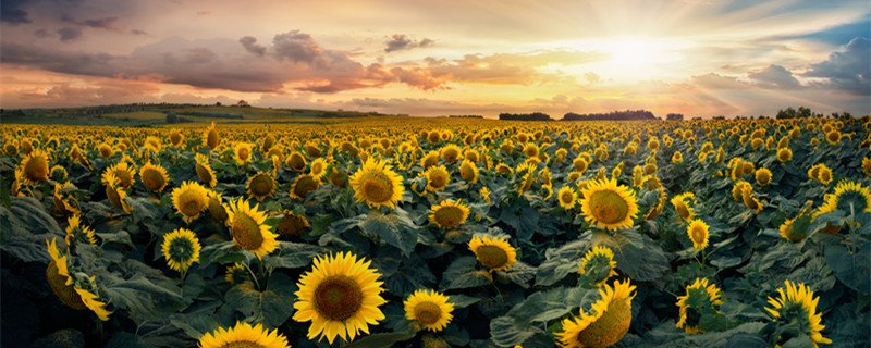 向日葵为什么不向着太阳
