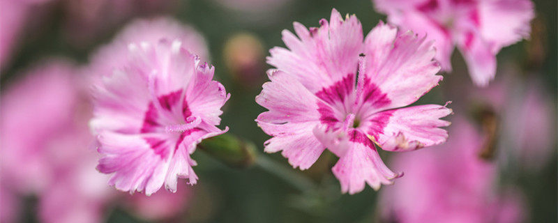 石竹花怎么养（石竹花怎么养几个月会开花）