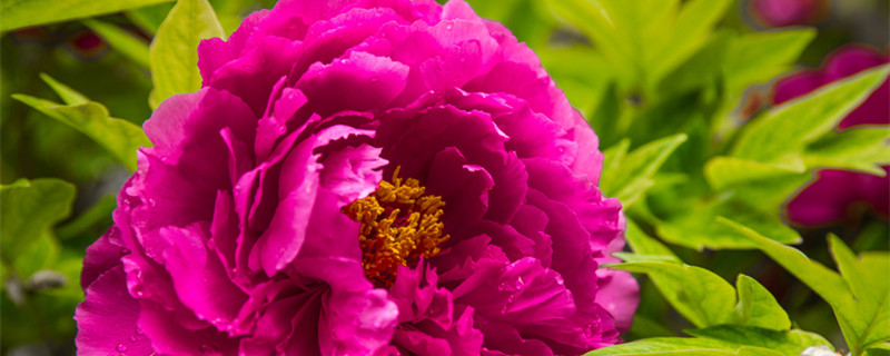 牡丹花是国花吗 牡丹花是国花吗它代表了什么