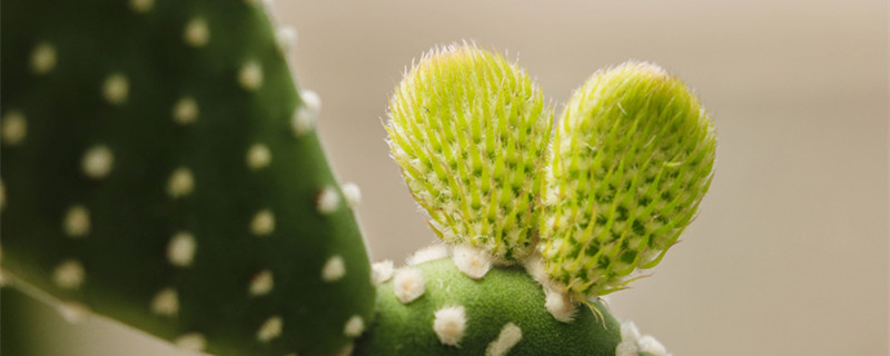 仙人掌的茎有什么特点（仙人掌的叶子和茎的特点）