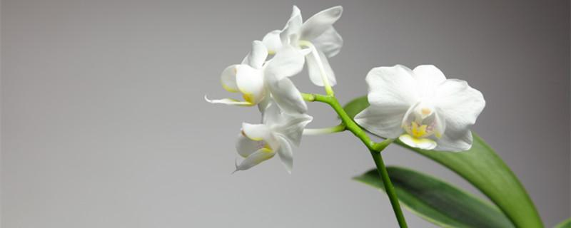 含笑花花语 含笑花花语 绿菟葵