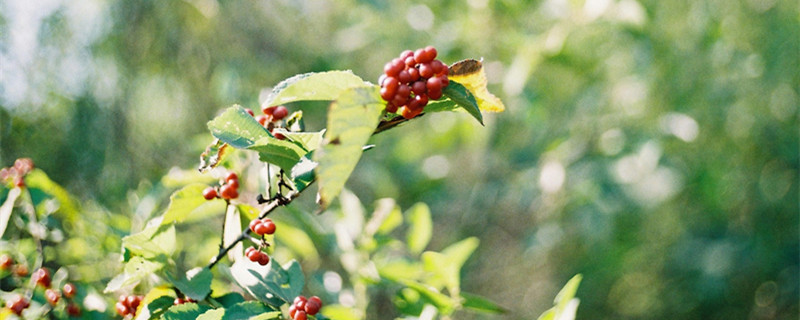 卫矛和冬青的区别(卫矛与冬青卫矛的区别)