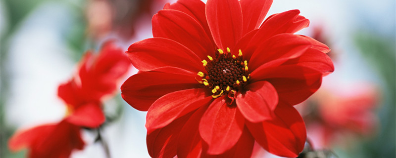 大丽花怎么养（夏天大丽花怎么养）