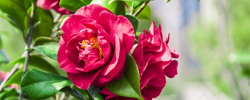 如何辨别耐冬 耐冬有几个品种