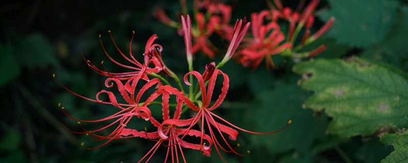 鹿葱和彼岸花的区别