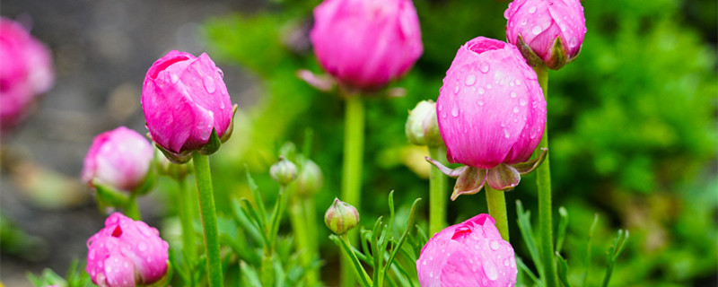 洋牡丹的花语和寓意 洋牡丹的花语和寓意诗句