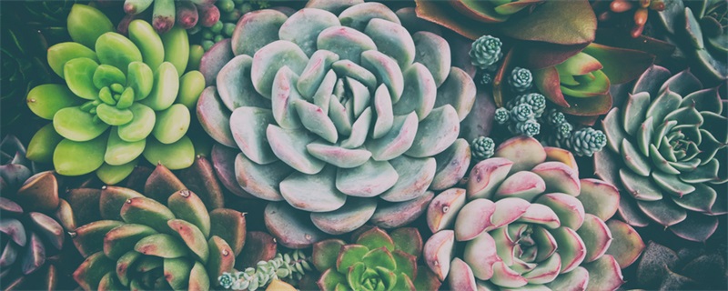 多肉植物施什么肥容易爆盆(多肉植物用什么肥料最容易爆盆)