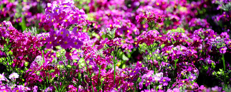 四季梅叶子发黄掉叶子怎么办 四季梅为啥个别叶子发黄