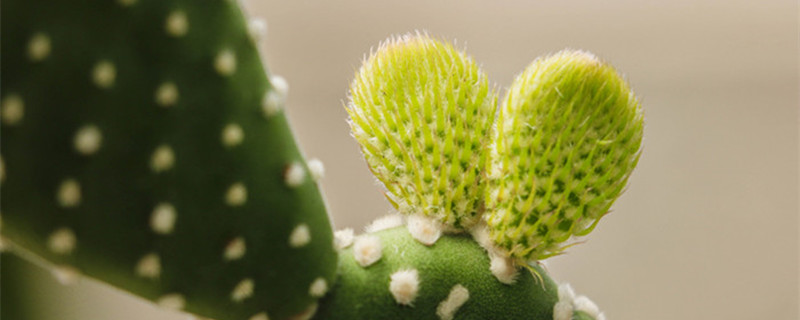 办公桌上放什么植物好（办公桌上放什么植物好旺财属蛇女）