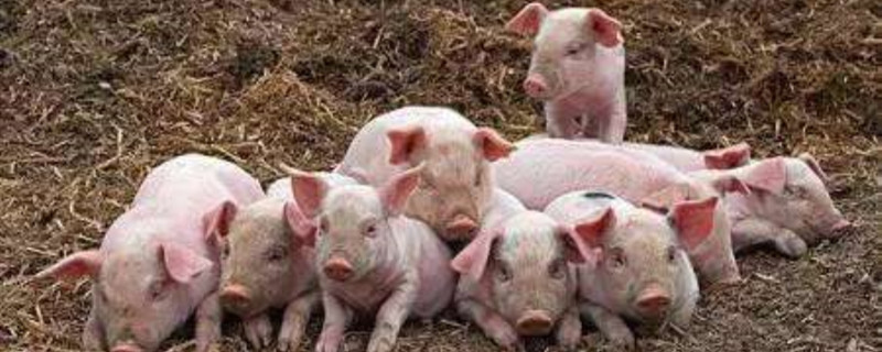 猪怎么养长得快 猪怎样长得快