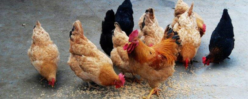 蛋鸡掉毛怎么处理 掉蛋毛怎么办