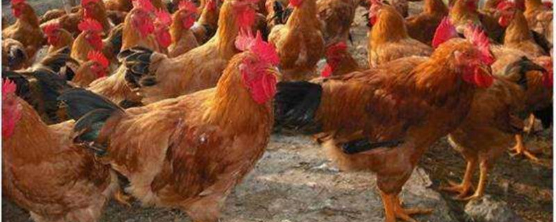 鸡怎么补钙（养鸡怎么补钙）