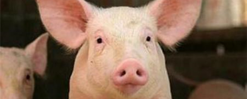 种猪怎么选 种猪怎么选择