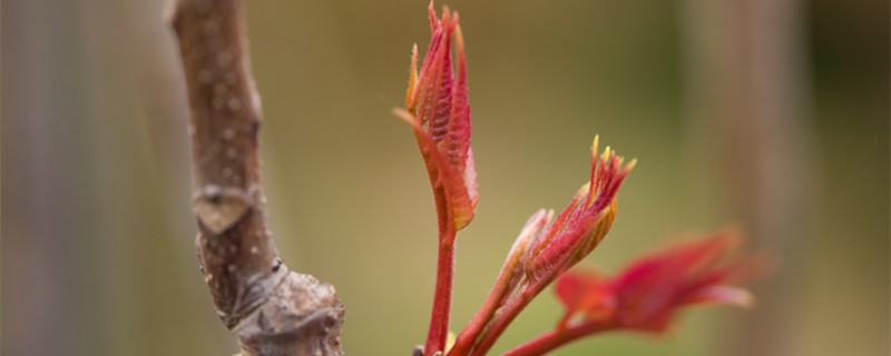 香椿为什么有红的有绿的（香椿红色的嫩还是绿色嫩）