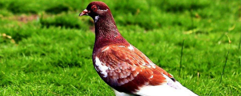 鸽子喂什么饲料（鸽子喂什么饲料最健壮）