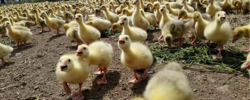 哪有鹅苗出售（出售鹅苗联系方式）