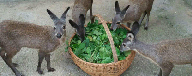 林麝养殖需要投资多少 林麝养殖前景如何