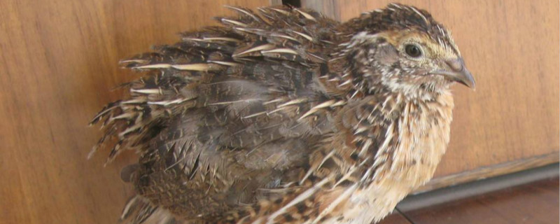 鹌鹑吃什么饲料（成年鹌鹑吃什么饲料）