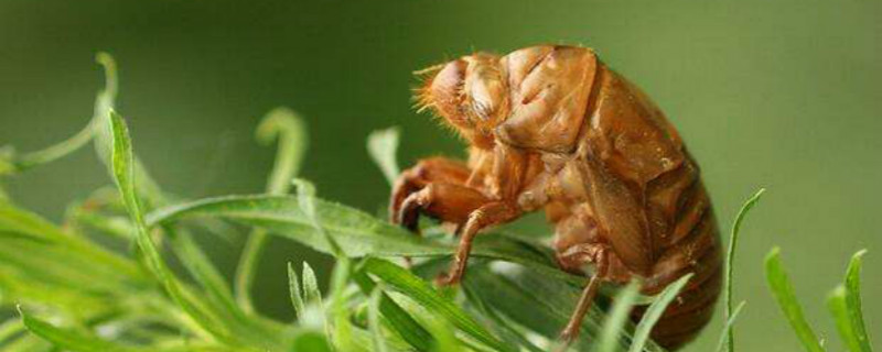 金蝉有养殖成功的吗（金蝉能人工养殖吗）