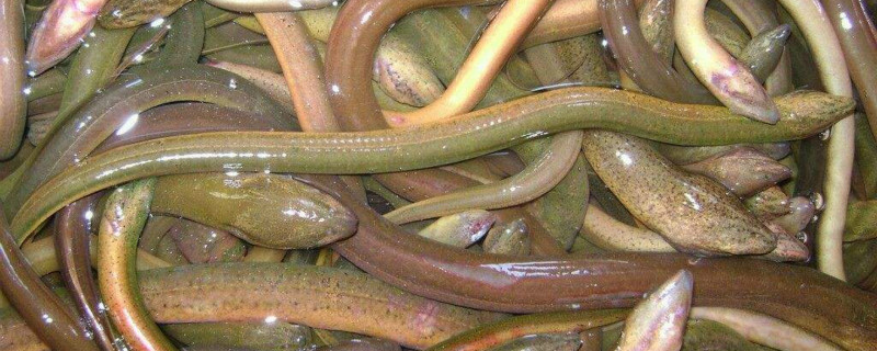 自制黄鳝饲料 黄鳝饲料制作方法