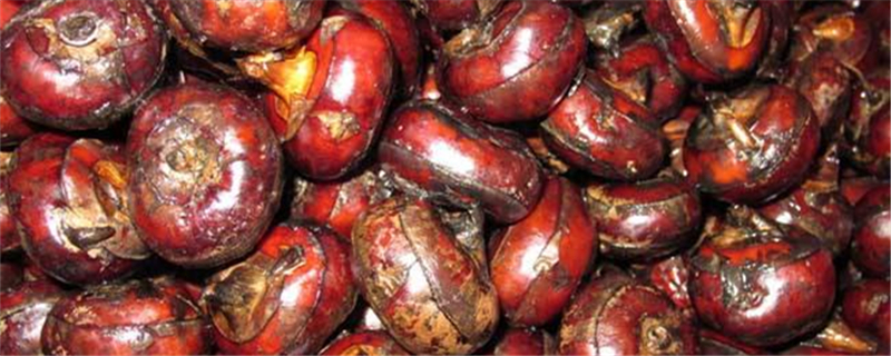 荸荠的种植方法和时间(荸荠的种植技术)