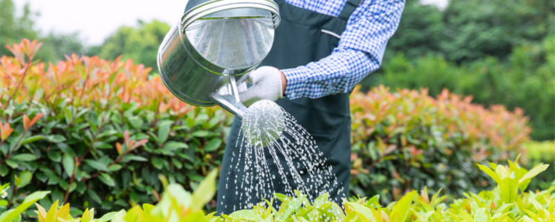 淘米水浇花的正确方法 茉莉花淘米水浇花的正确方法